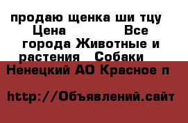 продаю щенка ши-тцу › Цена ­ 10 000 - Все города Животные и растения » Собаки   . Ненецкий АО,Красное п.